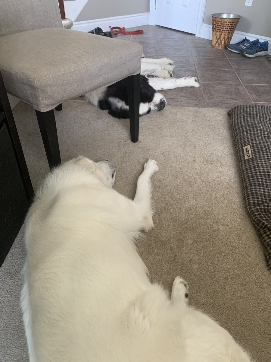 StFinley's tweet photo. Keeping the home office protected… #MondayMood https://t.co/11tjzYioow