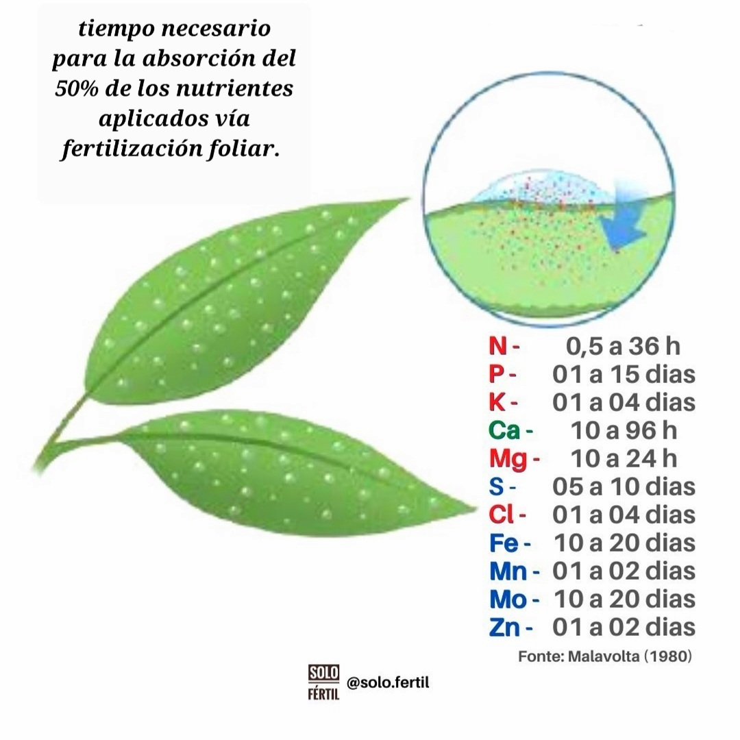 Tiempo necesario para la absorción del 50% de los nutrientes aplicados vía foliar. ⁣

Donde los nutrientes resaltados en rojo tienen alta movilidad (N, P, K, Mg y Cl), los resaltados en azul tienen movilidad parcial ( S, Fe, Mn, Mo y Zn) y del verde, Ca, un nutriente inmóvil.