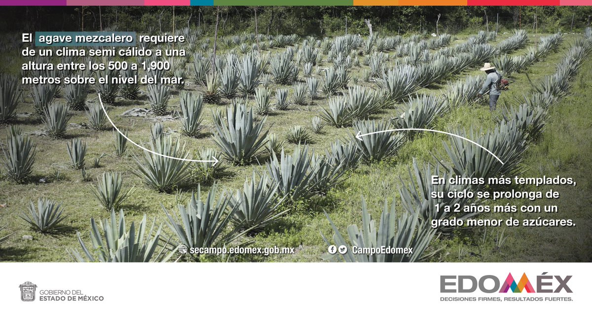 CampoEdomex's tweet photo. #Edoméx cuenta con una superficie de 970 hectáreas dedicadas al cultivo del #AgaveMezcalero, principalmente en 15 municipios del sur, donde más de 790 productores consolidan una comercialización efectiva que ayuda a incrementar su consumo.
#CampoMexiquense
#LaTierraQueNosUne https://t.co/C3hDrisYYZ