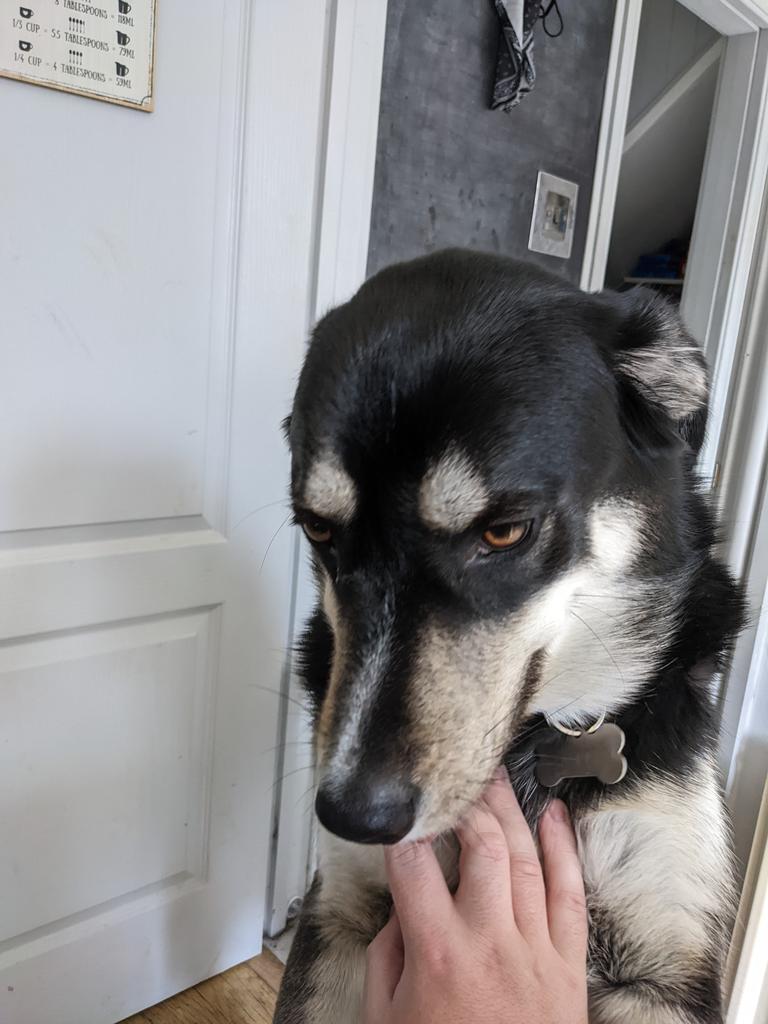 ThisIsMarkJones's tweet photo. I think it's official ... one of the best things about any trip away is returning home to this boy!!! Jacks always gives the best greetings! #DogsofTwittter #Doggo #Tailblazers #Petforce https://t.co/OmjN0EDl23