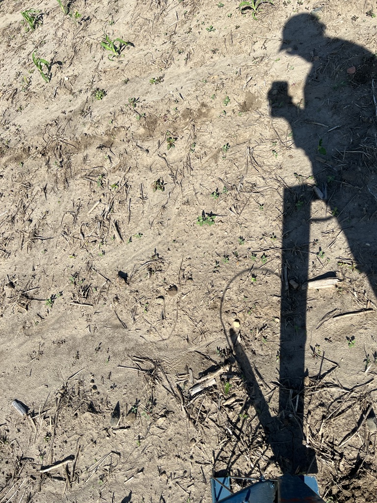 SchnableField's tweet photo. Even w/ machine planting, still need to go out & jab plant some delays at ~350 GDD to best ensure I can make the specific hybrids I want to create for next year yield trials
I’ve got one more set of delay for hybrid at ~550 yet
🚜🌱💪🌱🌱🌱
#StillPlanting
#HybridProduction https://t.co/ysswGLQLGf