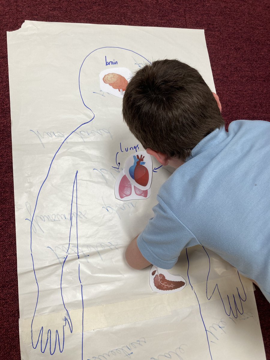 Y3WFA's tweet photo. To begin our new scientific enquiry, Acer have been exploring what’s inside the human body… Where are our major organs? What do the organ systems do? #beingascientist  @Cabotfederation https://t.co/nICf1SUYR6