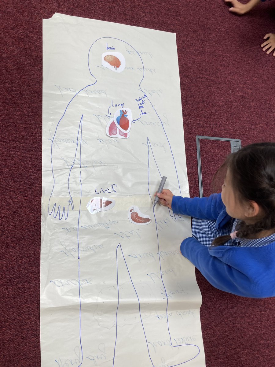 To begin our new scientific enquiry, Acer have been exploring what’s inside the human body… Where are our major organs? What do the organ systems do? #beingascientist  <a href="/Cabotfederation/">Cabot Federation</a>