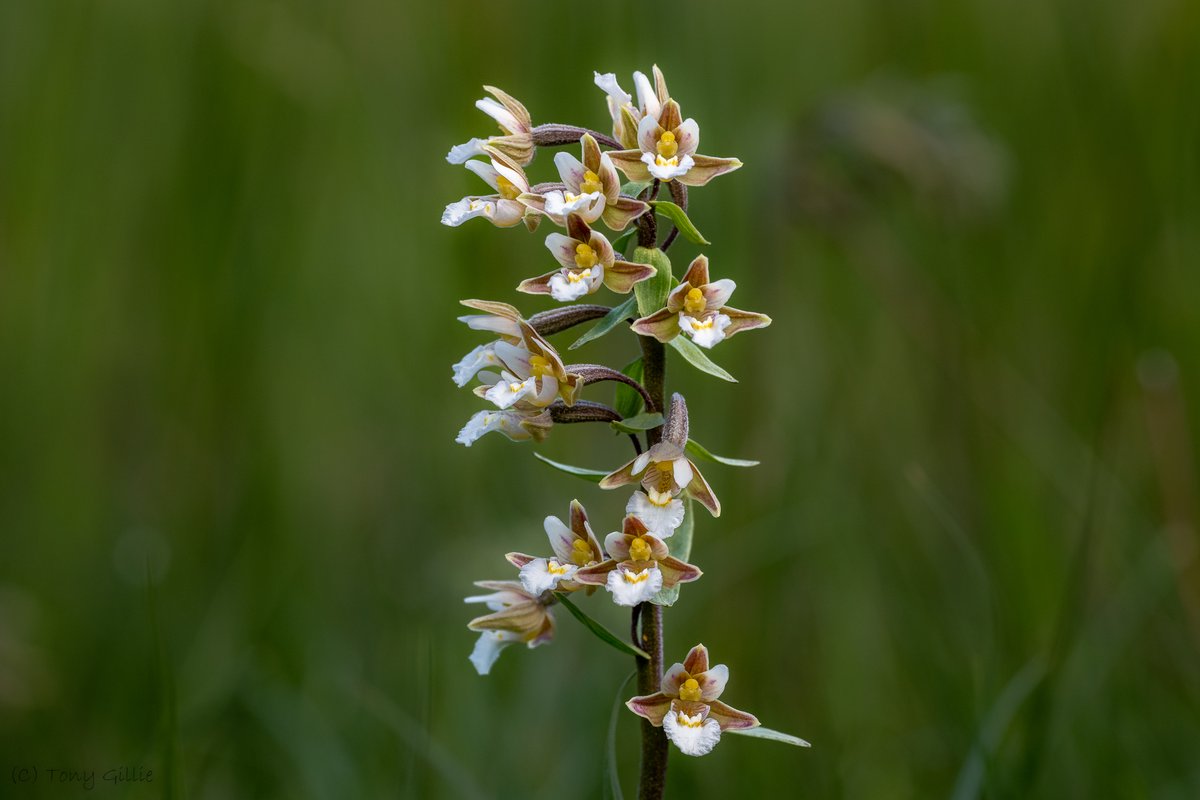 friendlyevalley's tweet photo. A few of our Marsh Helleborines (Epipactis palustris) are now in full flower, though most are still in tight bud.
Near Threatened on the #EnglandRedList, they're Scarce in Oxon, and Rare in vc23.
Only a day late for @wildflower_hour's #OrchidCallenge... π
#OxfordshireFens https://t.co/JeIz4Nn4SG
