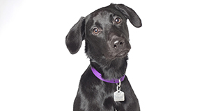 Adelaide Metcalfe tweet media