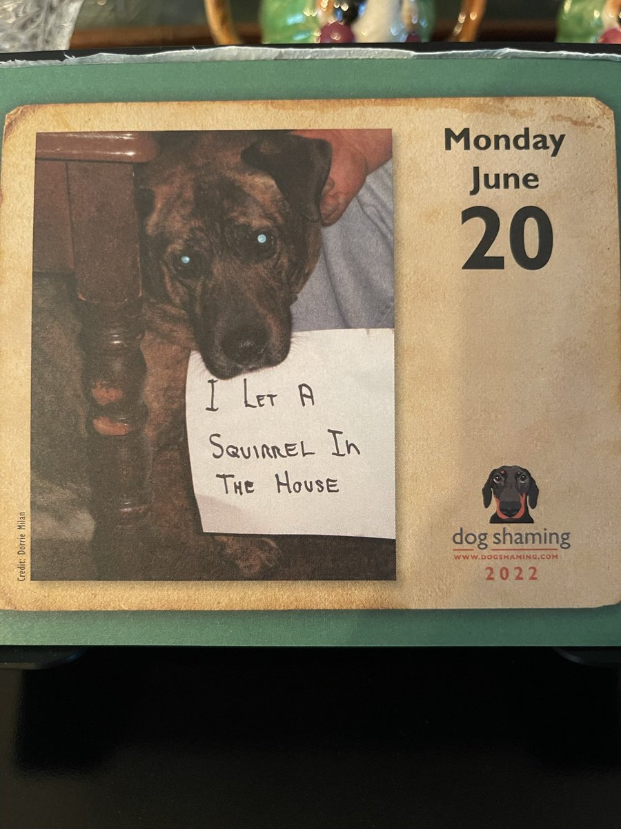 RosiePosieBoops's tweet photo. Oh no!! 😂 Well dat would be a job for da #ZombieSquad! #ZSHQ to da rescue! 😂🤣 #ANewDogEveryday #CalendarFun #DogsOfTwitter #DogShaming https://t.co/m5IMHnOtAd