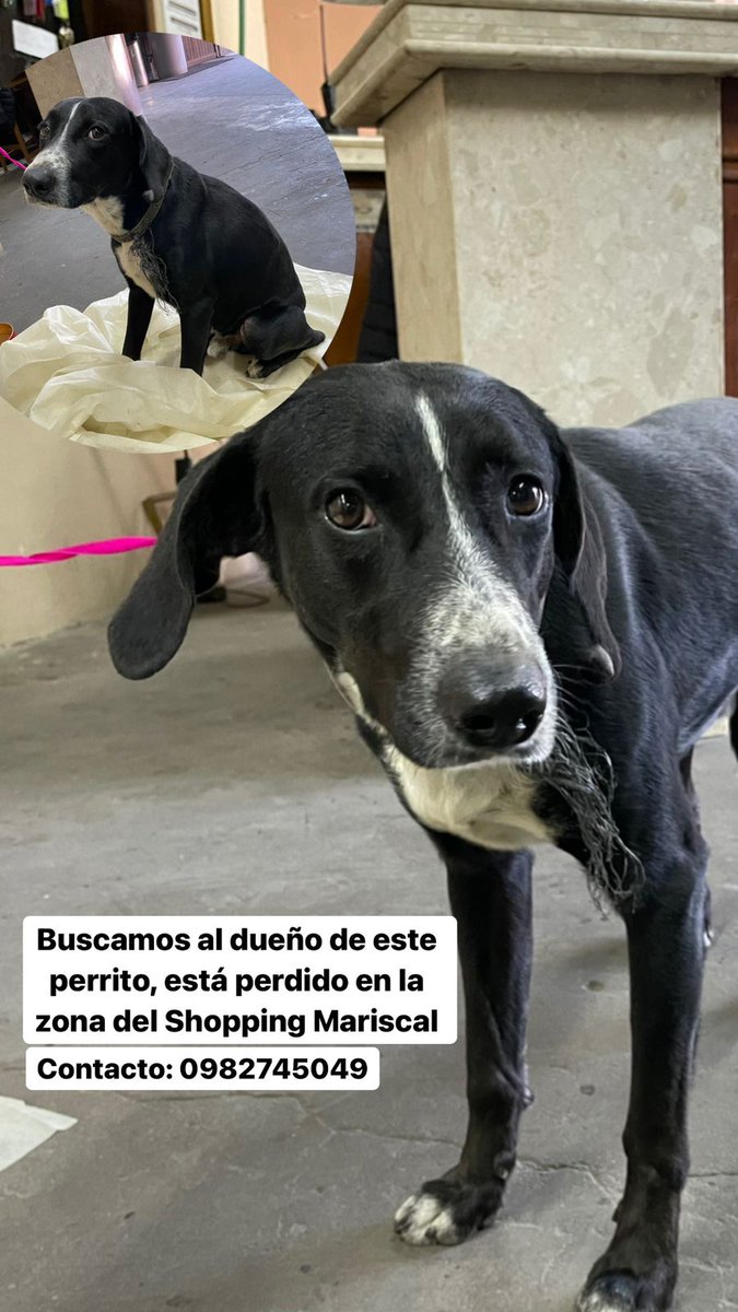 noejaz77's tweet photo. Este perrito está perdido en la zona del Mariscal López Shopping. Se busca a sus dueños. Tiene una heridita en la cola, como si fuera que le machetearon. Por favor retuit 🙏 https://t.co/UgYcduovWM