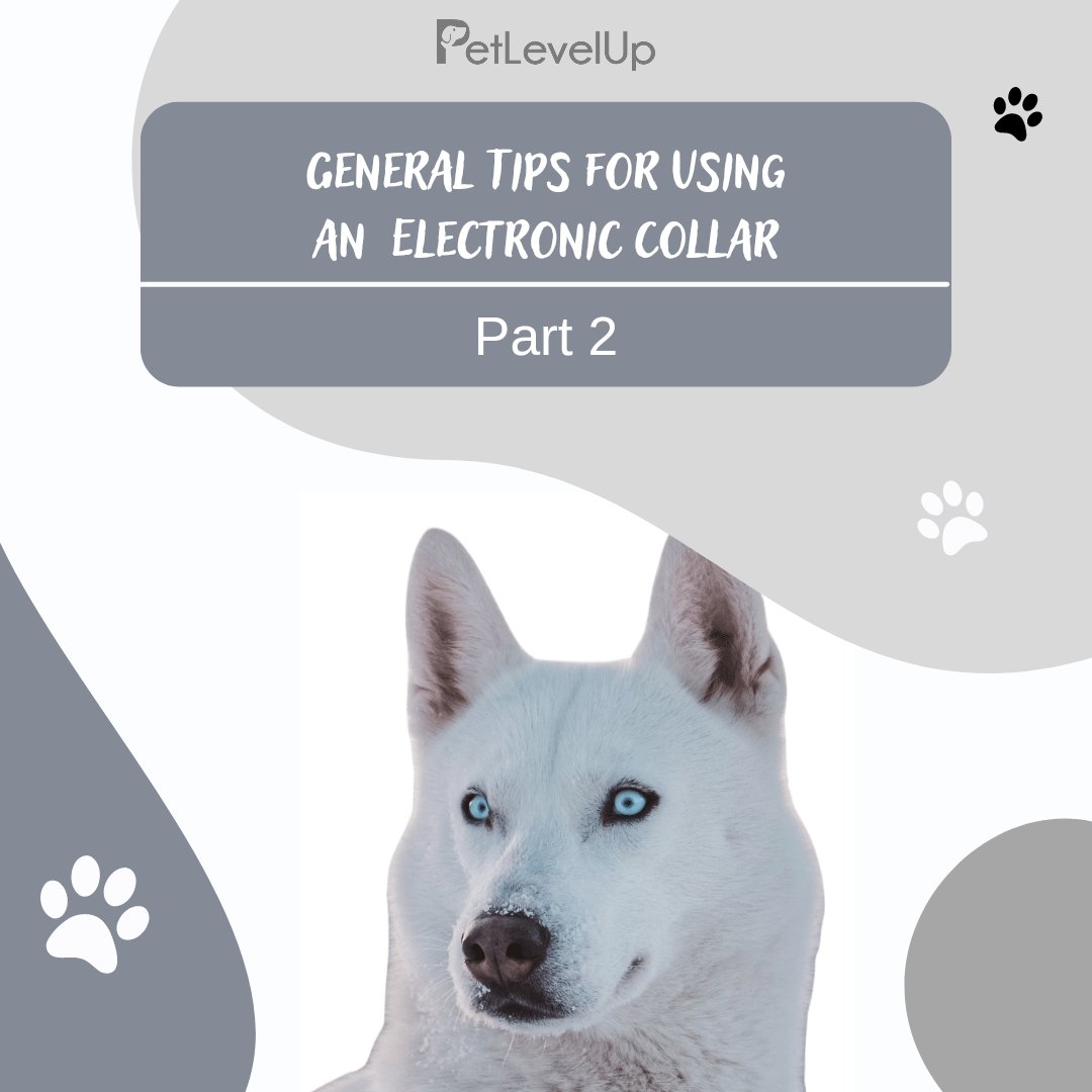 PetLevelUp's tweet photo. Tips for Using an Electronic Collar| Part 2
Unless you can supervise him, it is recommended that you restrict your pet from situations in which he has a history of misbehaving. However, setting up a situation as a training session can dramatically improve your chances of success https://t.co/qMSLzkSaCR