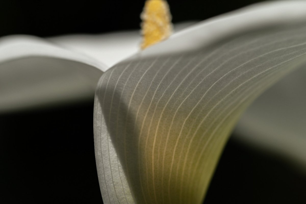 ＃ファインダー越しの世界
白い花弁のスジスジが美しい。
Beautiful white petal streaks