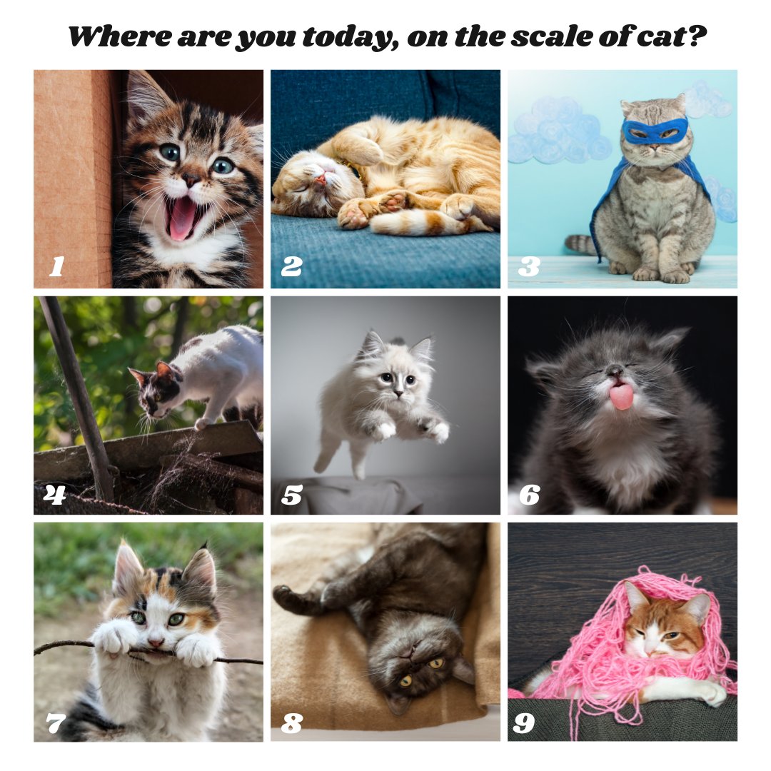 MonkeyIsland_'s tweet photo. Happy Monday! Where are you today, on the scale of cat? π±π
Let us know in the comments!
#MonkeyIsland #MonkeyIslandPublishing #Pets #Dogs #Cats #PetThemed #CatNotebook #CatStationary #Diaries #CatDiaries #PetDiaries #Planning #Dog #DogLover #DogsLife #Cat #CatLovers https://t.co/Du2Daa32Ti