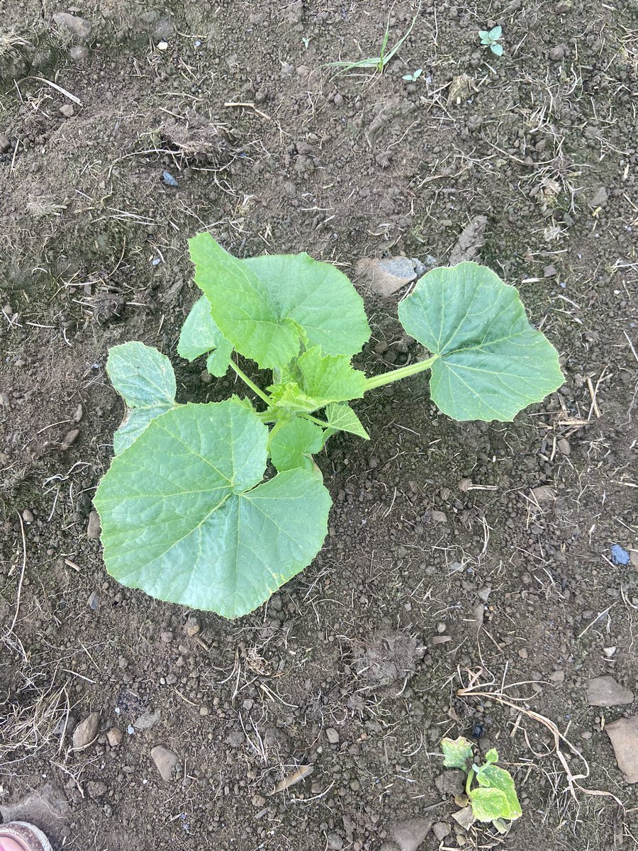 angwills123's tweet photo. The Bridgend Pumpkin Patch is enjoying the sun after the rain on the weekend! #thebridgendpumkinpatch https://t.co/pPePR2EELy
