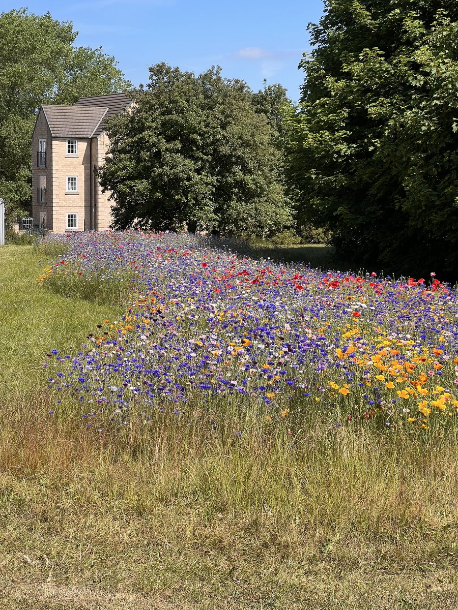 Just phone photos but well done #rotherhamcouncil awesome sight so beautiful #wildflowers #poppies @CreativeSTAR @RMBCPress