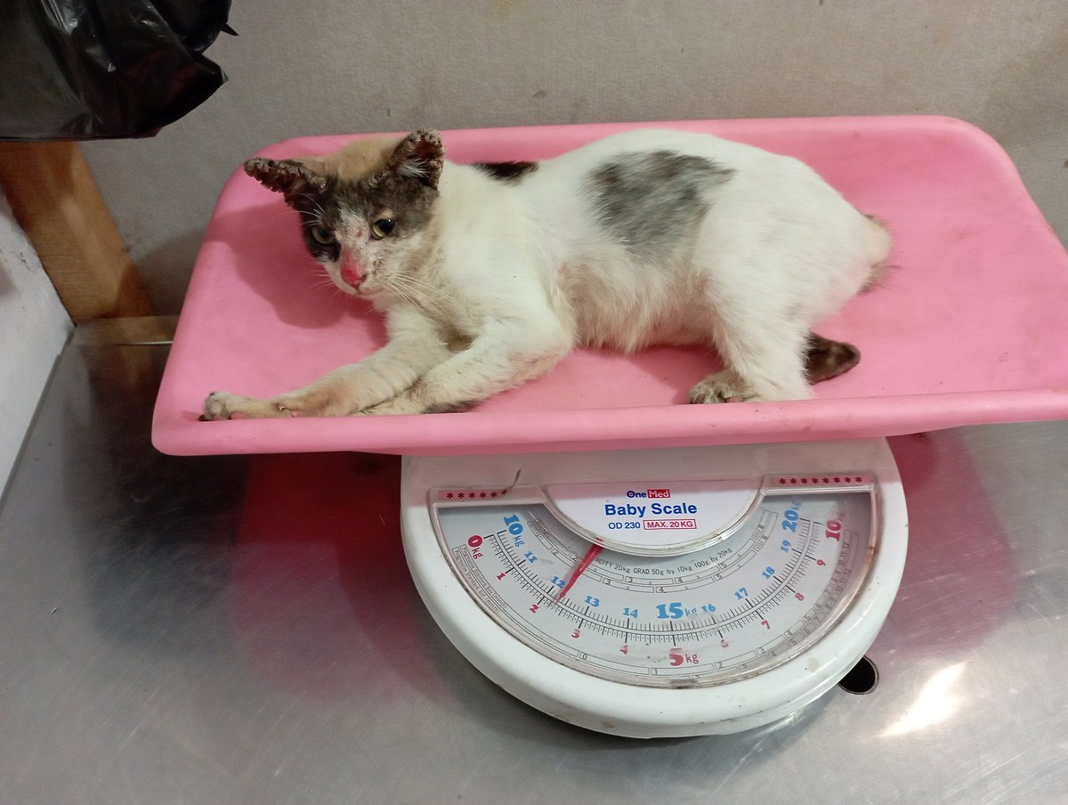 aselinaufal's tweet photo. Aku panggil dia Osa. Sdh bbrp hari ini kulihat dia di jalanan, dgn kondisi jamuran dan scabies yg ckp parah. Hari ini, kubawa dia ke drh untuk mendapat perawatan. Olh drh, Osa diberikan 4 suntikan dan diwajibkan datang untuk diperiksa kembali 3 hari kemudian. Smg Osa lekas sehat. https://t.co/WpNNpKeeb9