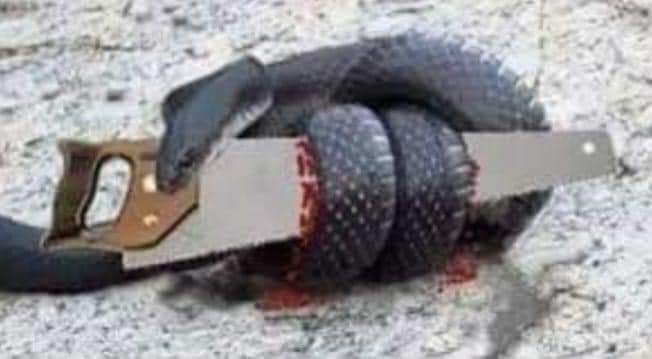 Angelilla Jolines (@ajolines) on Twitter photo ▶️REFLEXIÓN: 
⭐"La serpiente y el serrucho"
Una serpiente entró en un taller de carpintería y  pasando por encima de una sierra se hirió levemente. 
Furiosa, regresó y mordió la sierra; al hacerlo lastimó su boca y sangró. 
Entonces, sin entender lo que estaba sucediendo y ▶️REFLEXIÓN: 
⭐"La serpiente y el serrucho"
Una serpiente entró en un taller de carpintería y  pasando por encima de una sierra se hirió levemente. 
Furiosa, regresó y mordió la sierra; al hacerlo lastimó su boca y sangró. 
Entonces, sin entender lo que estaba sucediendo y
