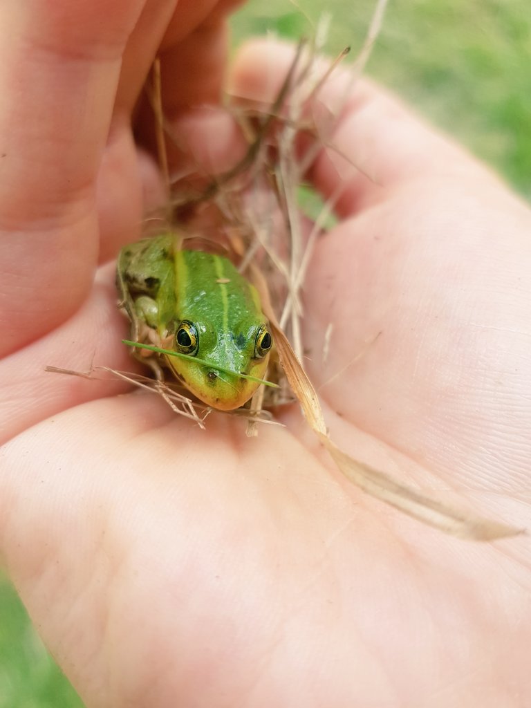 ｶｴﾙ Twitter Search Twitter