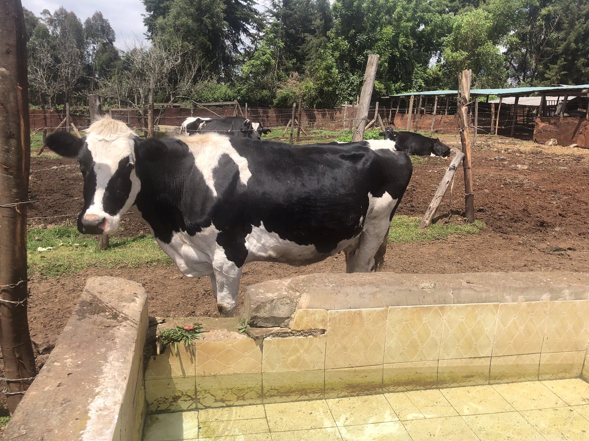 Rupert_Sheppard's tweet photo. Visited 3 dairy farms (3-120 milking cows) in Kenya recently by tagging along on @miranda_vet #nuffield22 adventures. All farms X3 milking but struggling for forage quality and quantity 🌱 Clean water access prioritised and great farm goals on the office wall! #teamdairy 🇰🇪🐄🥛 https://t.co/ryZnE7NlNJ