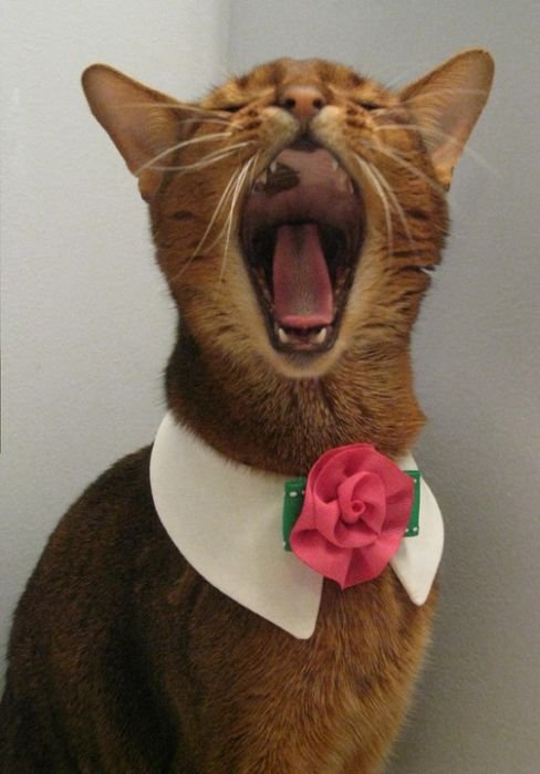 CatCouncil6's tweet photo. Check out this snazzy rose collar, suited for any formal occasion, Dm me for purr-chase 
#cats #CatsOnTwitter #catlovers #catlover #catlife #pet #accessory #accessories #suitandtie #suit #catsofinstagram #catgirl #petlovers #kitten #kittens #kittensoftwitter https://t.co/fMxzuqj7n1