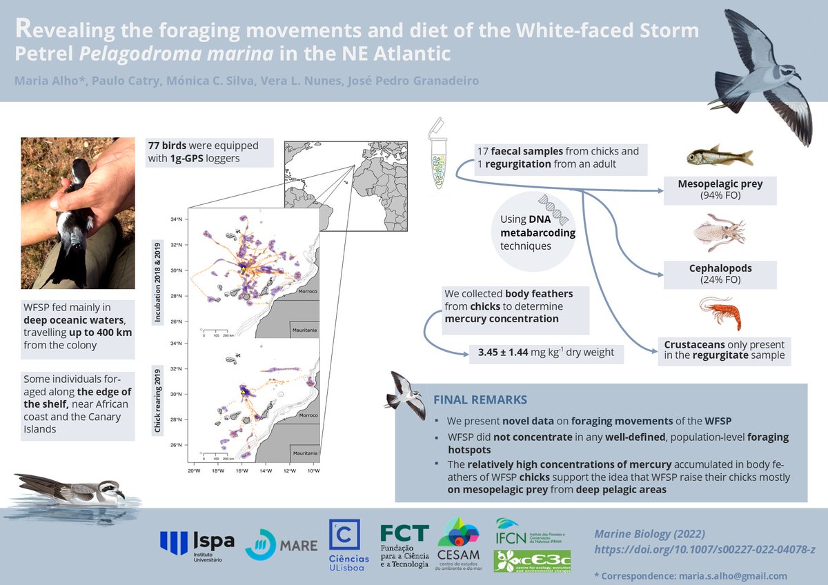 📢NEW PAPER📢 in <a href="/Mar_Biology/">Marine Biology</a> about the foraging movements and diet of the White‑faced #stormpetrel in the NE Atlantic.
<a href="/Atlant_Migrants/">Atlantic Migrants</a> 
#seabirds #ornithology #PhD 

Here, we present novel data on the foraging movements of the #Pelagodroma marina.

doi.org/10.1007/s00227…