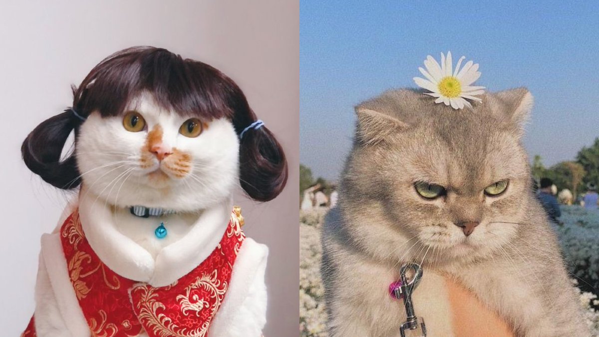 Putriiramadhni's tweet photo. Bagusan gaya yg mana sih?? 

#kucing #catlovers https://t.co/90U8XAqL3G