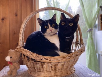 フォレストキャット 秋田にある猫カフェ 子猫のへや