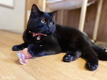 フォレストキャット 秋田にある猫カフェ 子猫のへや