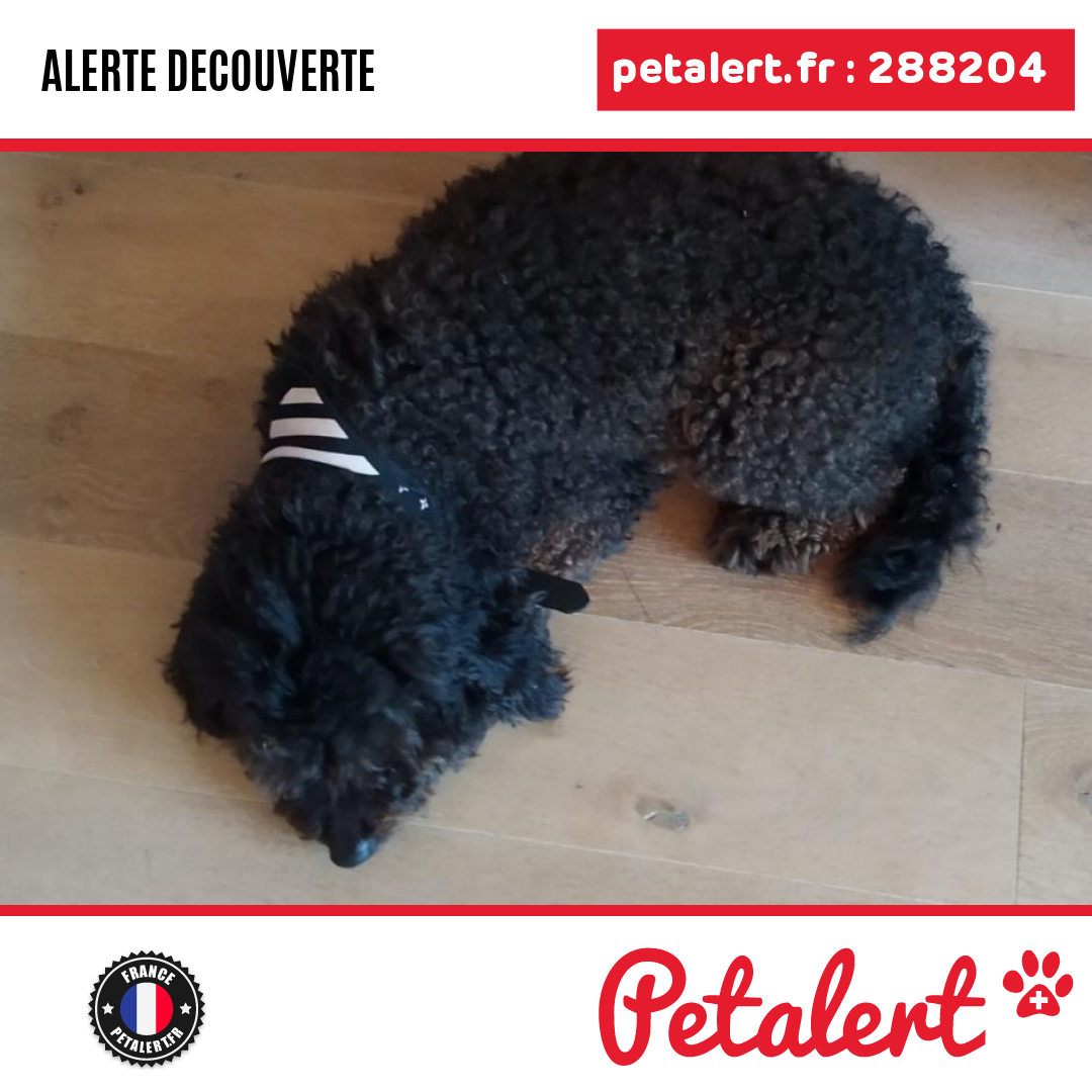petalert_france's tweet photo. Trouvé #Chien #LoireAtlantique #Plesse #Petalert #PetAlert44 / https://t.co/L1s59yrrpt https://t.co/VUkOMk0vHB