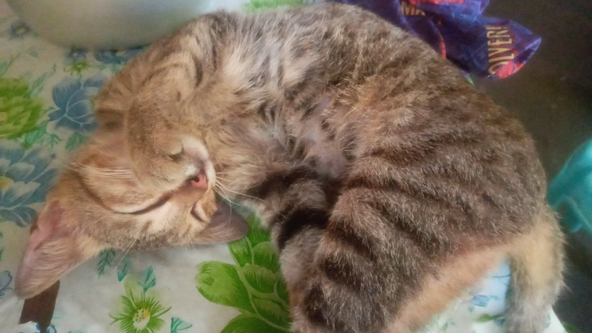 Kiray The Sleeping Cat Nft tweet media