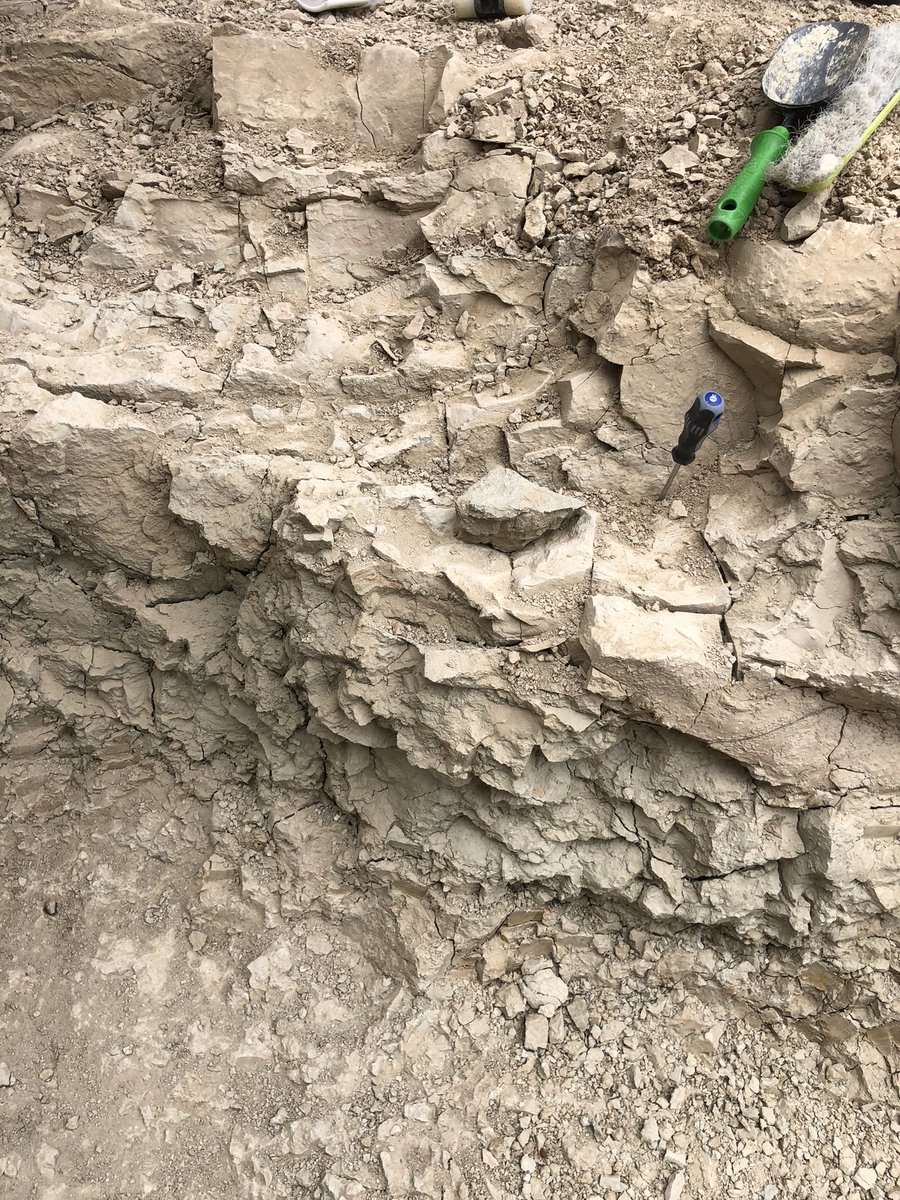 Working on the 11.2 Ma sediments of #CCN 

#fieldwork #fossils #palaeo