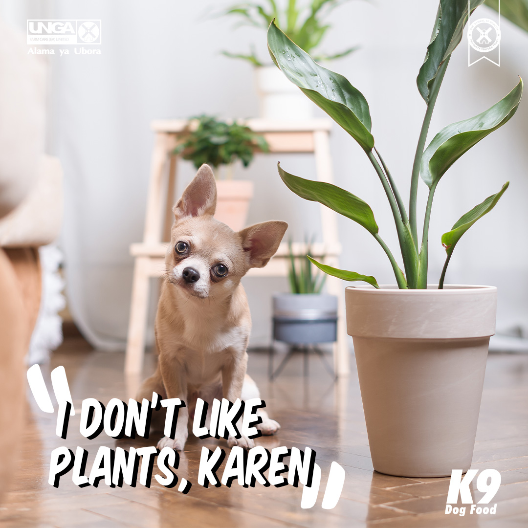 Your beautiful succulents may encourage your furry one to think snack time. Put floral arrangements on sturdy tables and high shelves where even the most curious nose cant go.
#K9DogFood #ABowlfulOfStrength