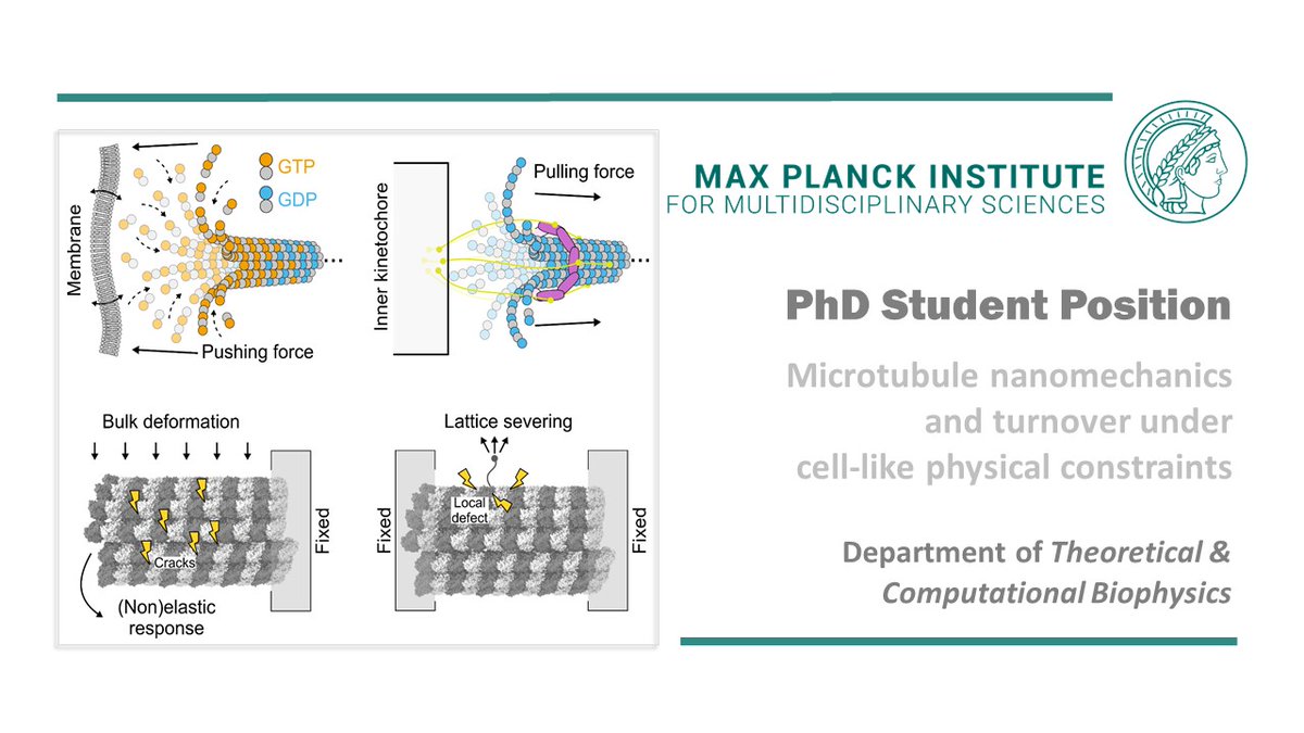 ‼️#job alert: We are looking for a #phdstudent  interested in studying 👉 "#Microtubule nanomechanics and turnover under cell-like physical constraints" togehter with Maxim <a href="/maxotubule/">Maxim Igaev</a> <a href="/CompBioPhys/">Theoretical & Computational Biophysics Department</a> in #göttingen! 🔗t1p.de/4vb7o Thanks for RT! #academia #PhDposition