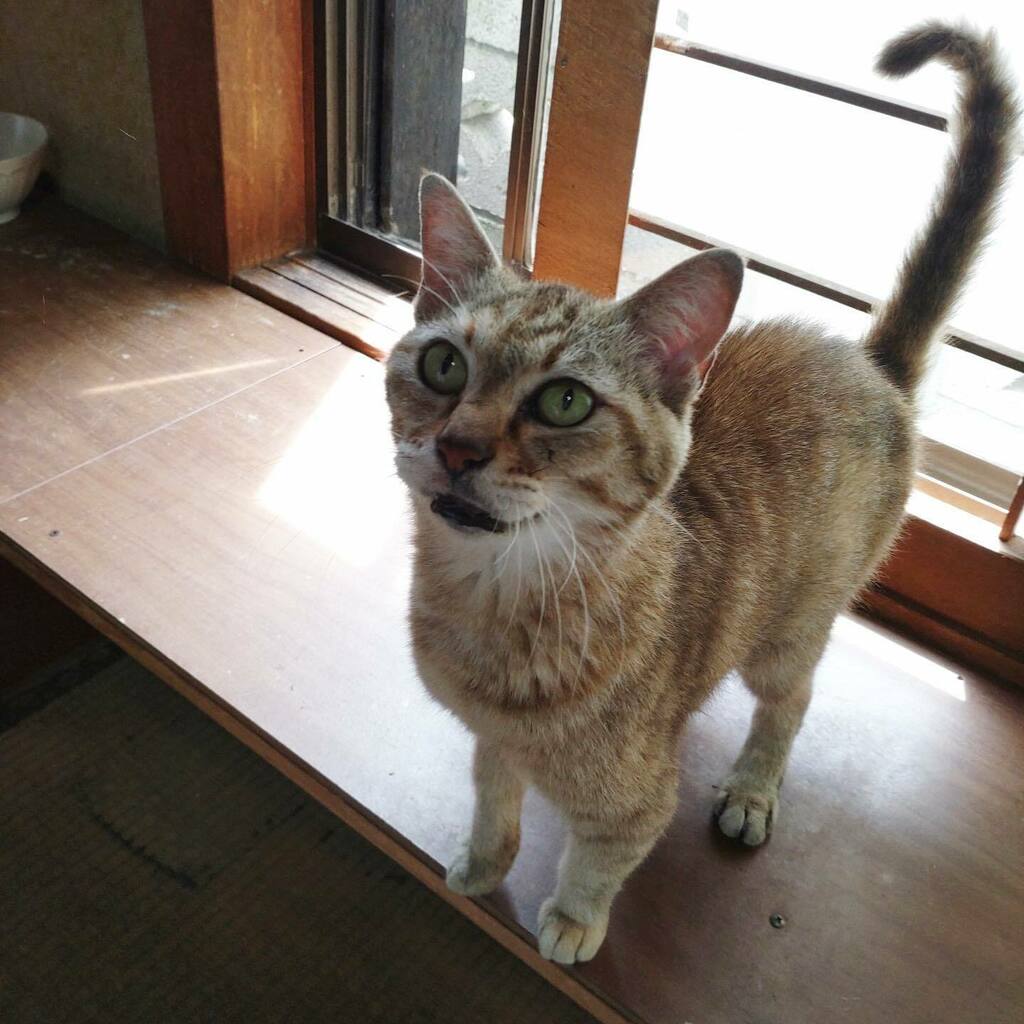 petMignon's tweet photo. 飼い主が死亡したため残されたネコの預かり家庭を募集します。娘さんは猫アレルギーで引き取れないそうです。年齢など詳細は不明だそうです。 https://t.co/KcZ5i4nAkG https://t.co/yJcl1G6wqC