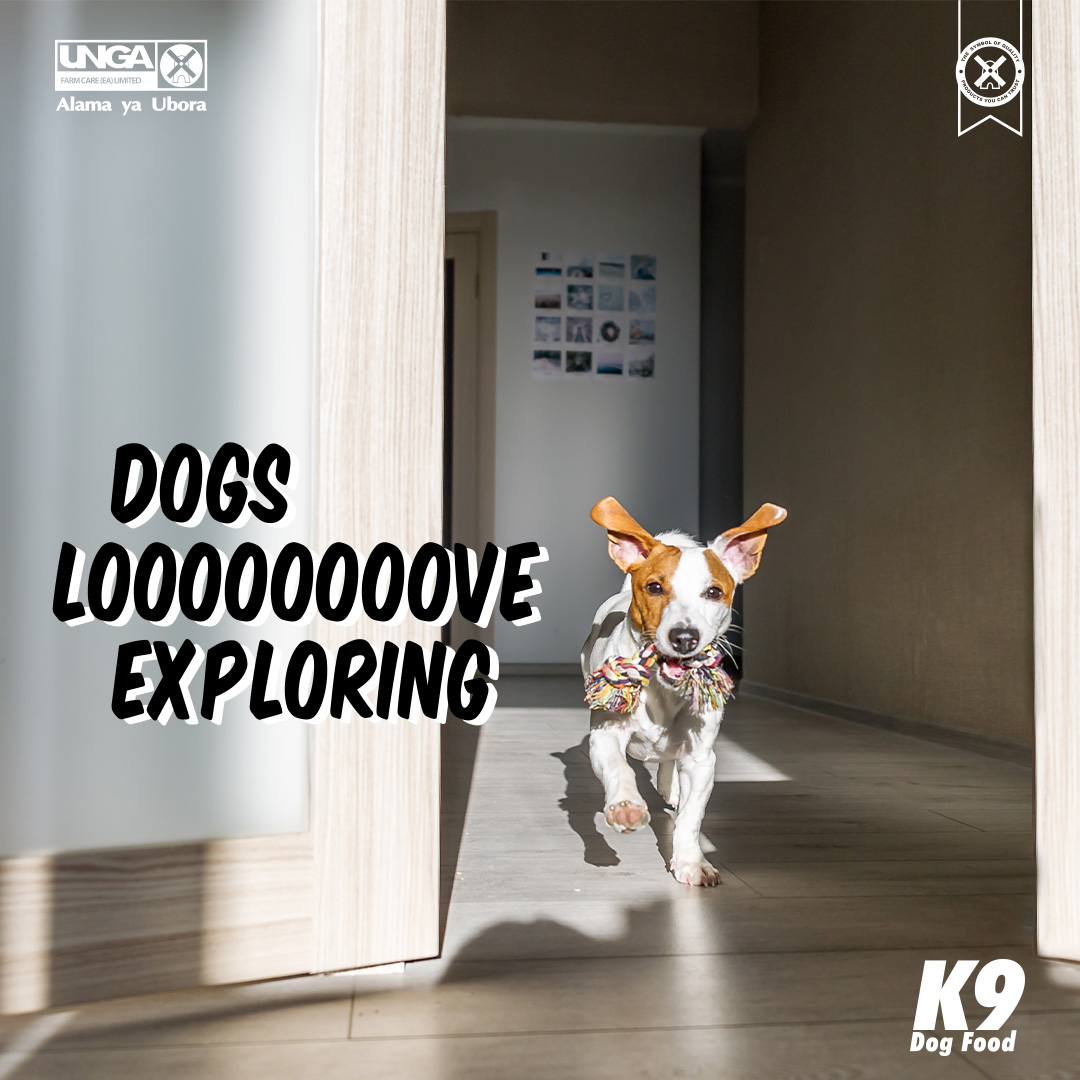 Tag your furry friends along to your adventures
#K9DogFood #ABowlfulOfHealth #ABowlfulOfCheer