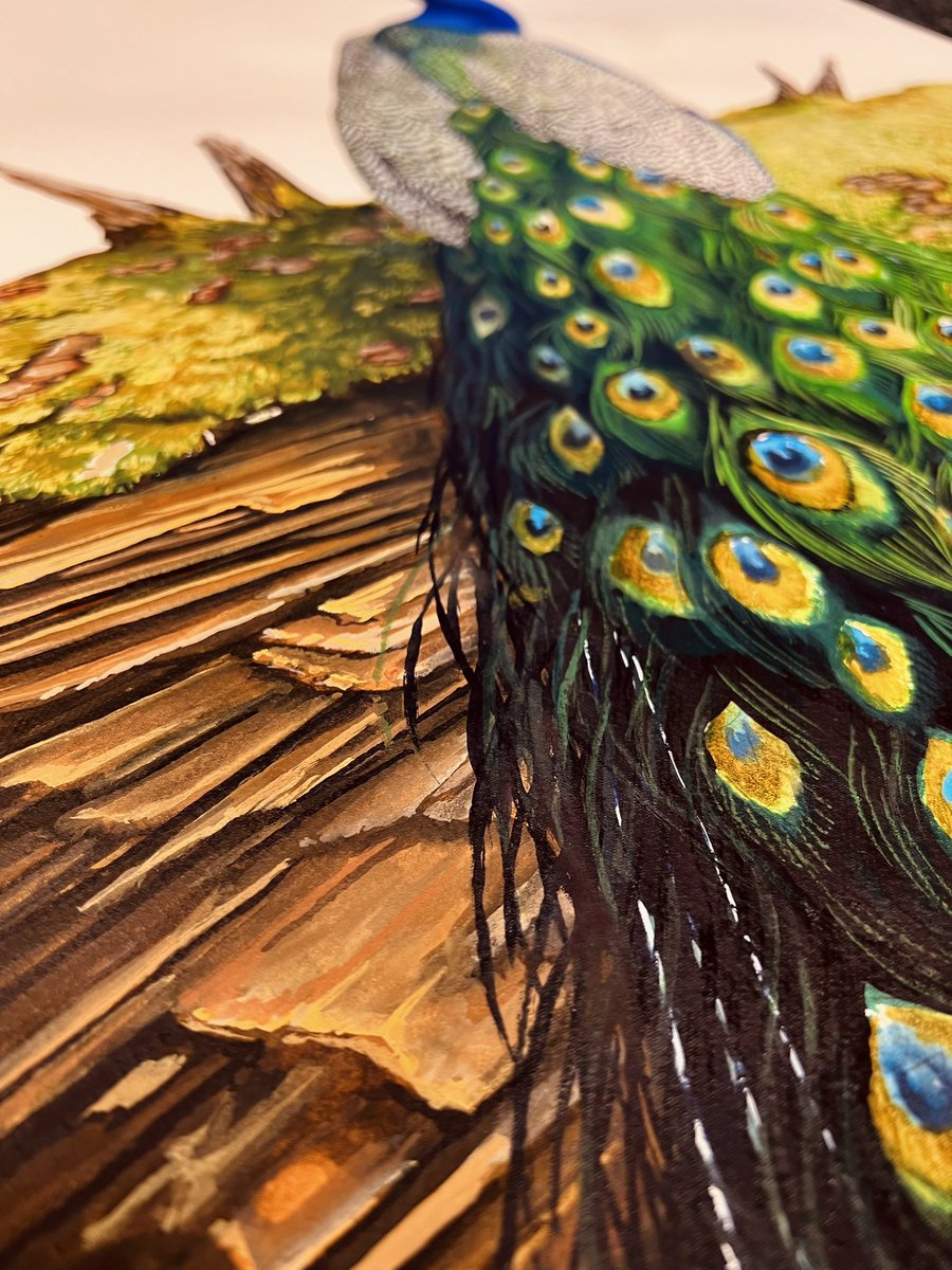 Werk gemaakt. Het is een pauw.
Ik hoop dat ik u hiermee even mag storen. 

‘Fotogeniek geboren’
Aquarelverf op papier 
47 x 72 cm 

Retweet is lief.