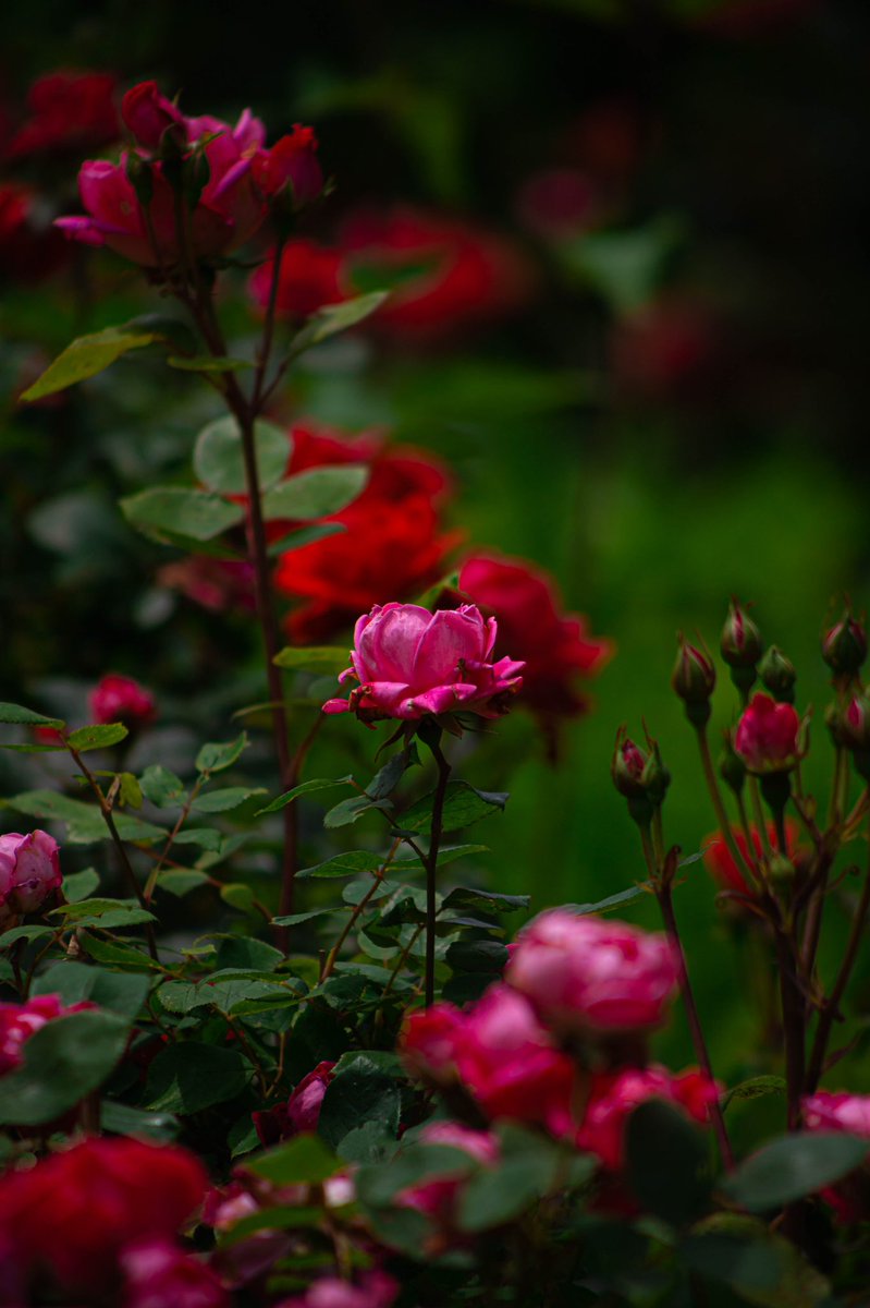 PicRonta's tweet photo. pic0071
薔薇🌹

#花の写真　#花　#花写真
#写真撮って人と繋がりたい　#写真好きな人と繋がりたい
#カメラ好きな人と繋がりたい
#キリトリセカイ
#ファインダー越しの世界
#東北　#宮城　#仙台　#公園散歩
#仙台写真部
#仙台カメラ倶楽部
#花の写真部　#canoneosrp
#camera  #canon
#my_eos_photo https://t.co/ny6nFO2Hpr