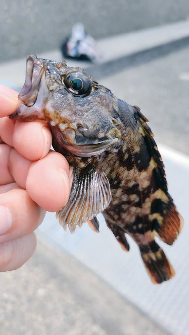 今日はベルゼさんに🎣釣らせてもらいました 