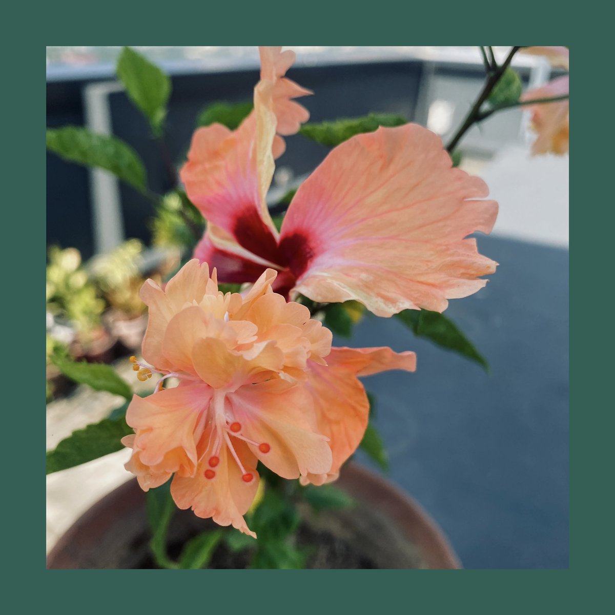 HappyA420's tweet photo. Hibiscus. #gumamela #bloomingflowers #gardening #garden #rooftopgarden https://t.co/v4DN48kQG3