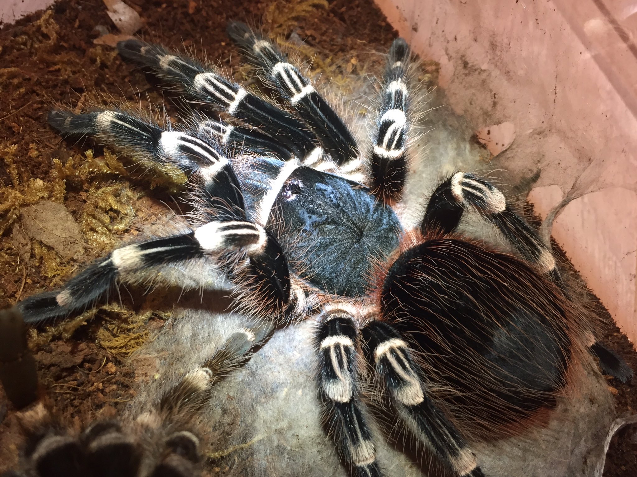 ♀確定】サンタレムピンクヘアード Acanthoscurria geniculata