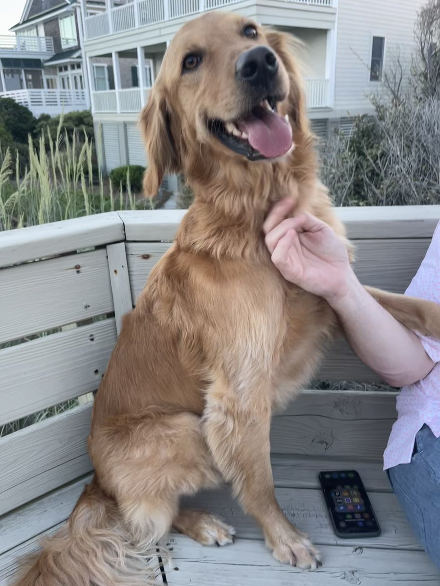 Bridget_NewGirl's tweet photo. A very Happy, service Dog named River who is enjoying his best life on vacation at Litchfield Beach 🏖. https://t.co/hPURC6jIAA