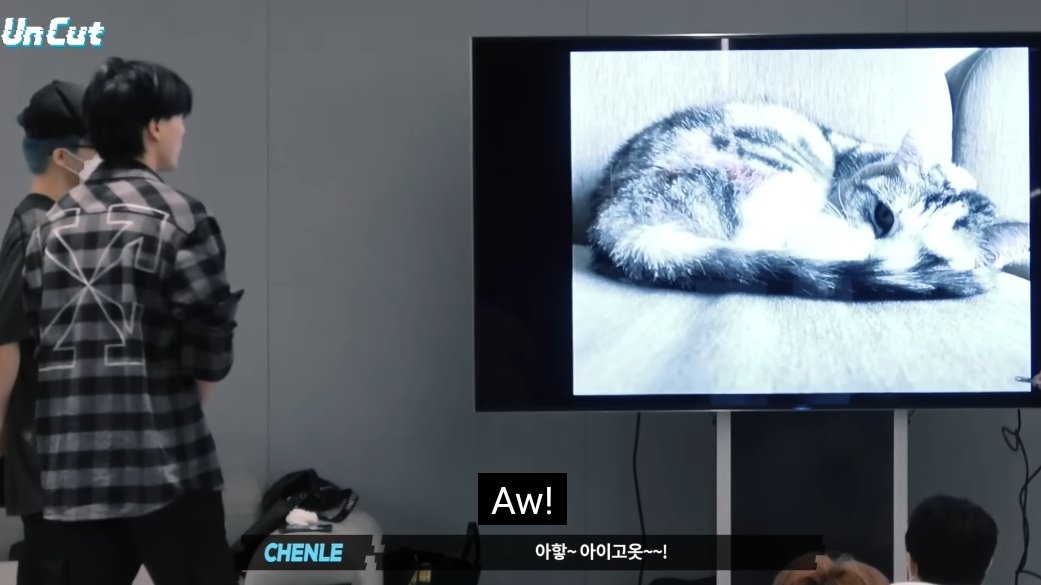 mfaljen's tweet image. nct dream just a bunch of catboys