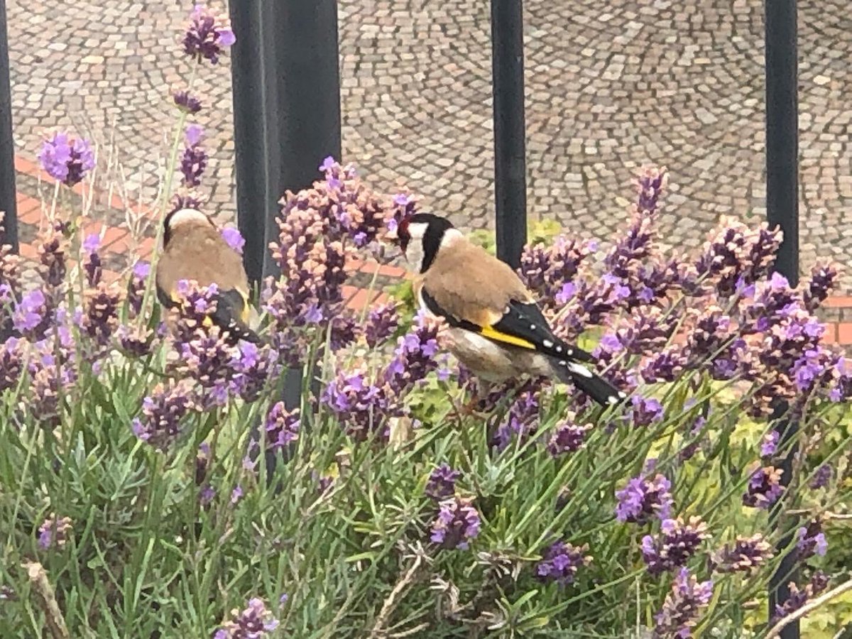Tacitussi's tweet photo. Zwei #stiglitze im #lavendel … wie gut dass ich es einfach wachsen lasse und Samen für die Vögel da sind
#verywelcome
#hoponhopoff
#vogelliebe https://t.co/gEXJyC8aWa