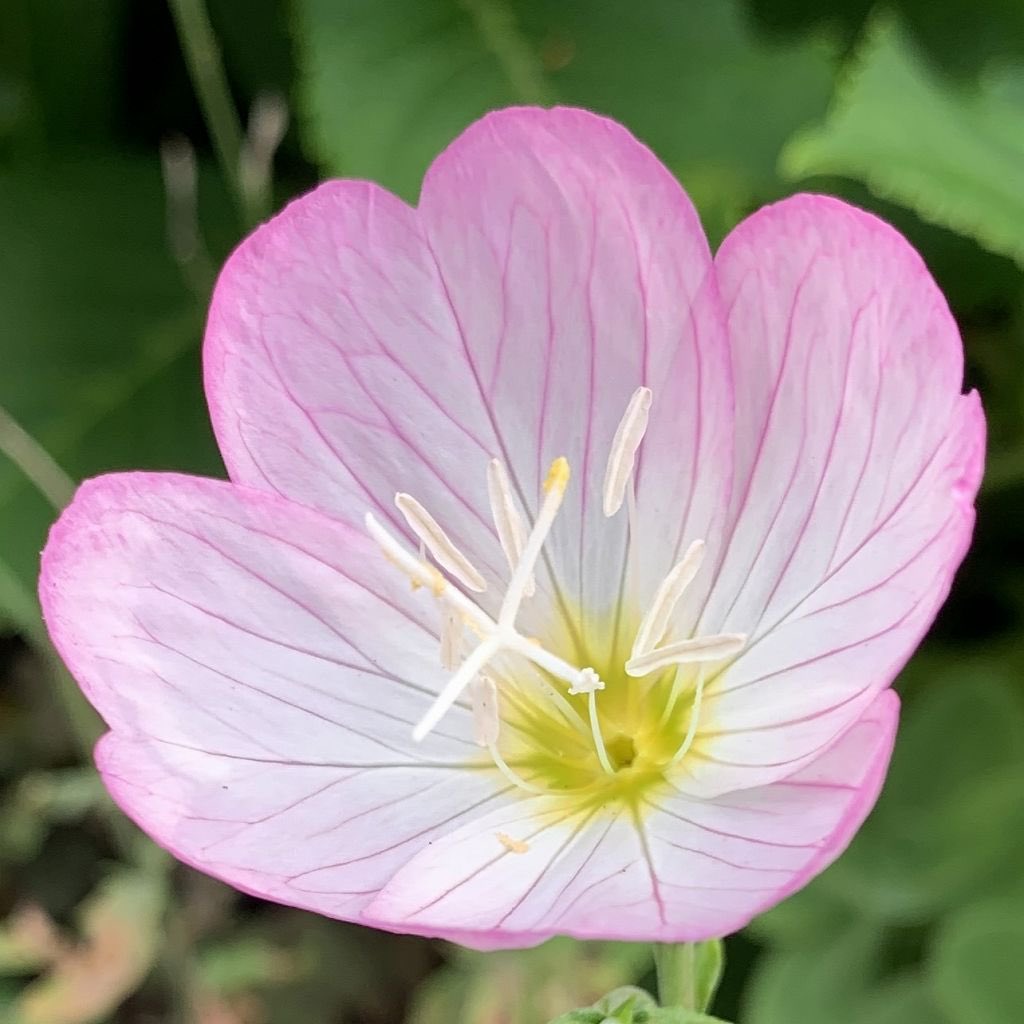 Oenotheraspeciosa Twitter Search Twitter Oenotheraspeciosa Twitter Search Twitter