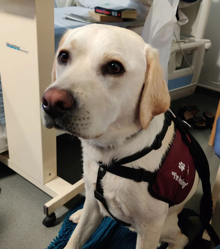 Hearing dog in training Pluto was a superstar during his first visit to a hospital 🌟

As hearing dogs accompany their deaf partner to lots of public places, it is incredibly important they are relaxed and comfortable in these environments 🐶

We are so proud of you Pluto 🥰