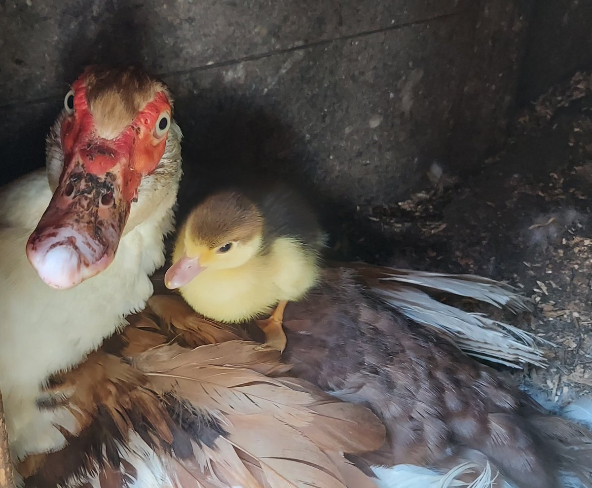 Duckling update. Her original mum abandoned both her &amp; the eggs she was sitting on (which turned out to be infertile). After a couple of days in a broody hood to ensure she was mobile I have fostered her with experienced Muscovy mum, Squeaker. As you can see things are going well