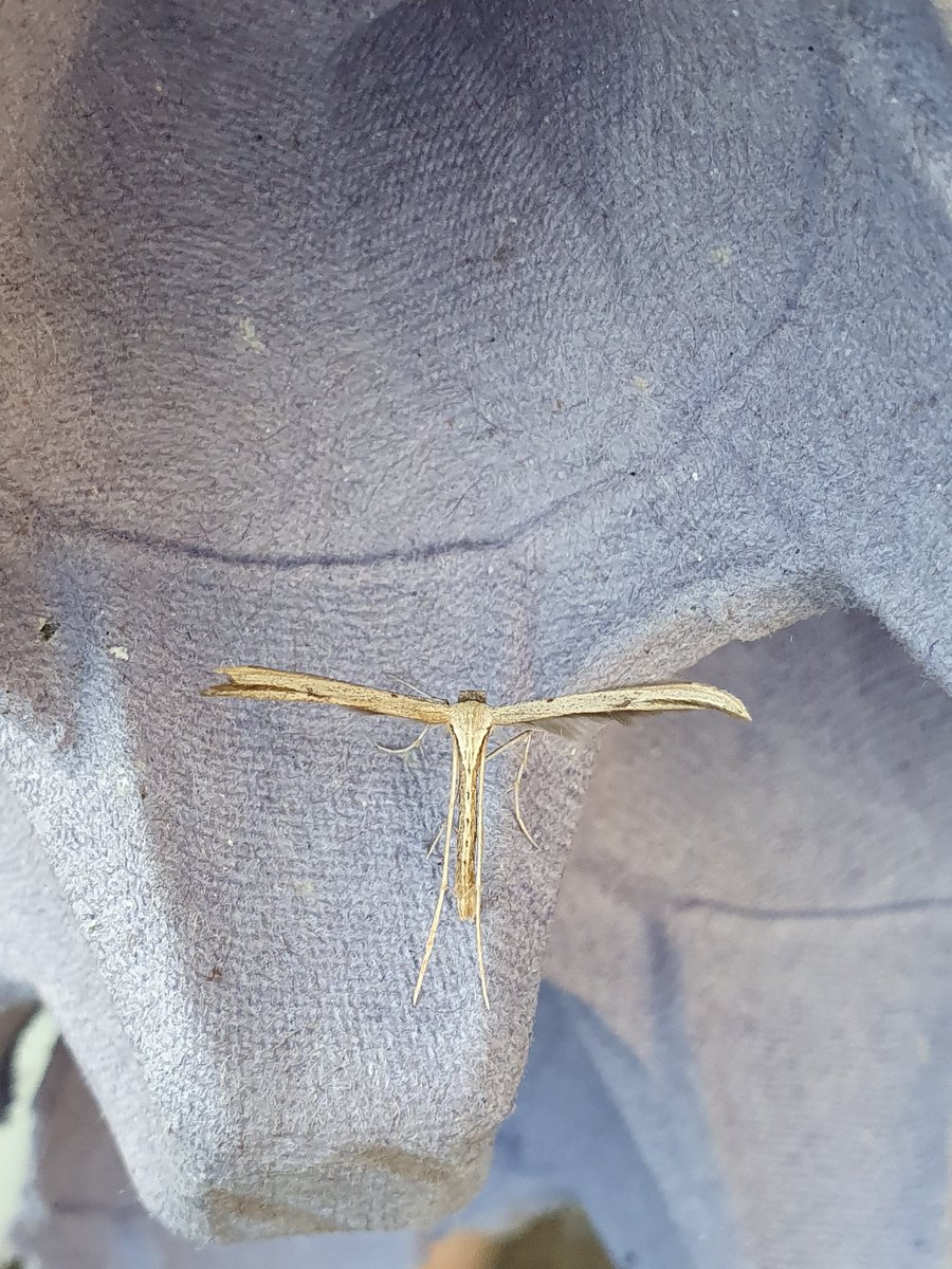 A couple of moth traps out since last post and some new to the gardens here at <a href="/ZoologySwansea/">SwanseaZoology</a> - Green silver lines a glorious surprise, and a Brussels lace by the looks of it! #teammoth #universitymothchallenge