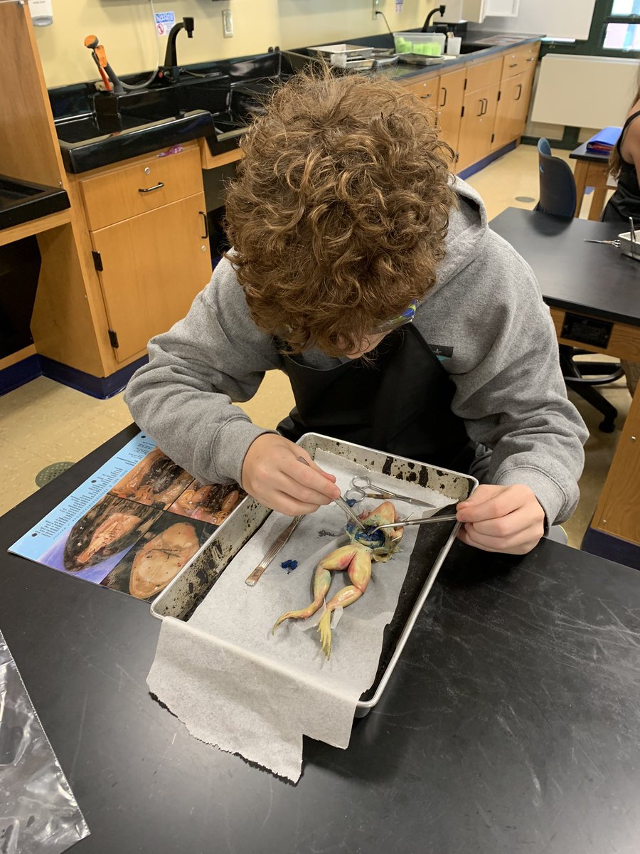 HoldrumMS's tweet photo. 7th gr science students culminated their academic year with a frog dissection. They investigated the frog’s external &amp; internal anatomy, while comparing it to other organisms, including humans. https://t.co/e8M5UzLZmI