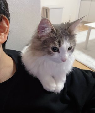 飼い主の肩に乗るもっふもふの猫 同じポーズでの成長ビフォーアフターに 大きくなったねえ と見守る声 ねとらぼ