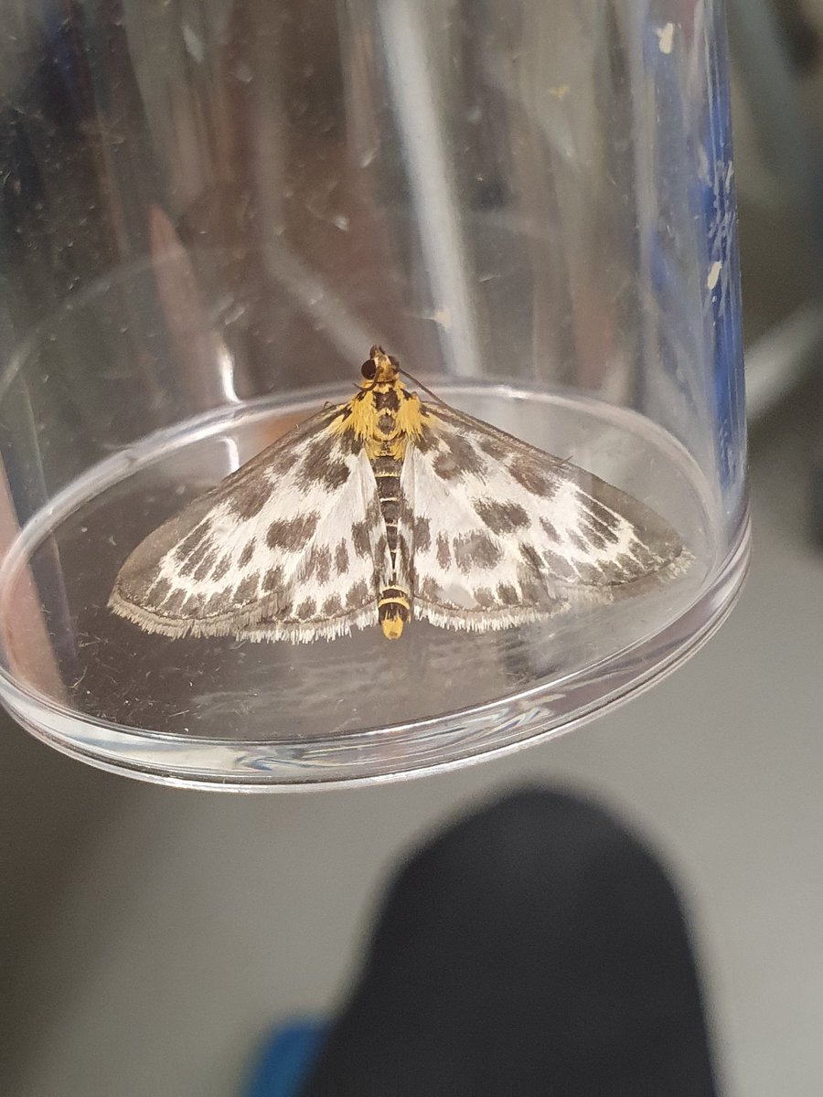 Last nights trap saw 82 of 30 species! New record for the garden here. First privet hawk moth for the trap too! #teammoth #universitymothchallenge <a href="/ZoologySwansea/">SwanseaZoology</a> @BiologySwansea