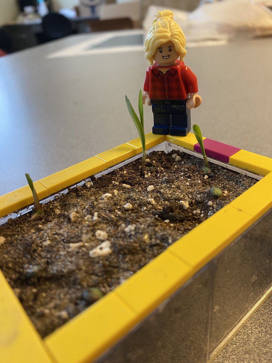LegoForages's tweet photo. #DYK incorrect depth is the major cause of failed plantings?! Check out this #Lego #science demo on the impact of shallow, just right, and too deep plantings!
#LearningWithLego #DoingScienceThings #NationalForageWeek
@UGAExtension @UGA_CollegeofAg @gaforages @ugaCAESresearch https://t.co/xWGJUBx78d