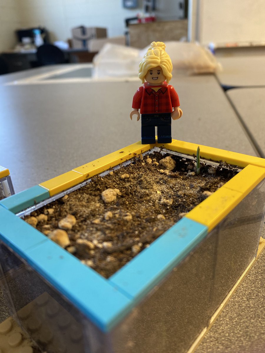 LegoForages's tweet photo. #DYK incorrect depth is the major cause of failed plantings?! Check out this #Lego #science demo on the impact of shallow, just right, and too deep plantings!
#LearningWithLego #DoingScienceThings #NationalForageWeek
@UGAExtension @UGA_CollegeofAg @gaforages @ugaCAESresearch https://t.co/xWGJUBx78d