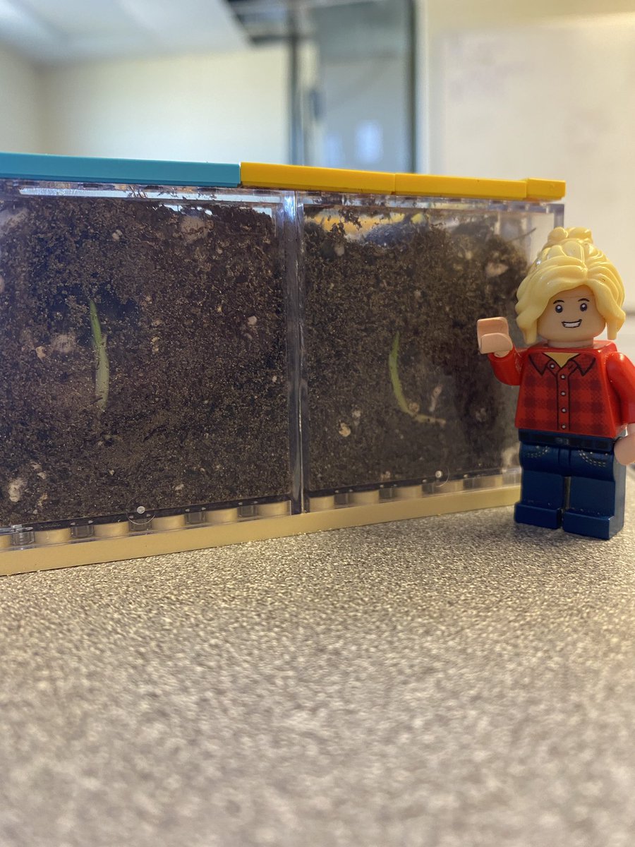 LegoForages's tweet photo. #DYK incorrect depth is the major cause of failed plantings?! Check out this #Lego #science demo on the impact of shallow, just right, and too deep plantings!
#LearningWithLego #DoingScienceThings #NationalForageWeek
@UGAExtension @UGA_CollegeofAg @gaforages @ugaCAESresearch https://t.co/xWGJUBx78d